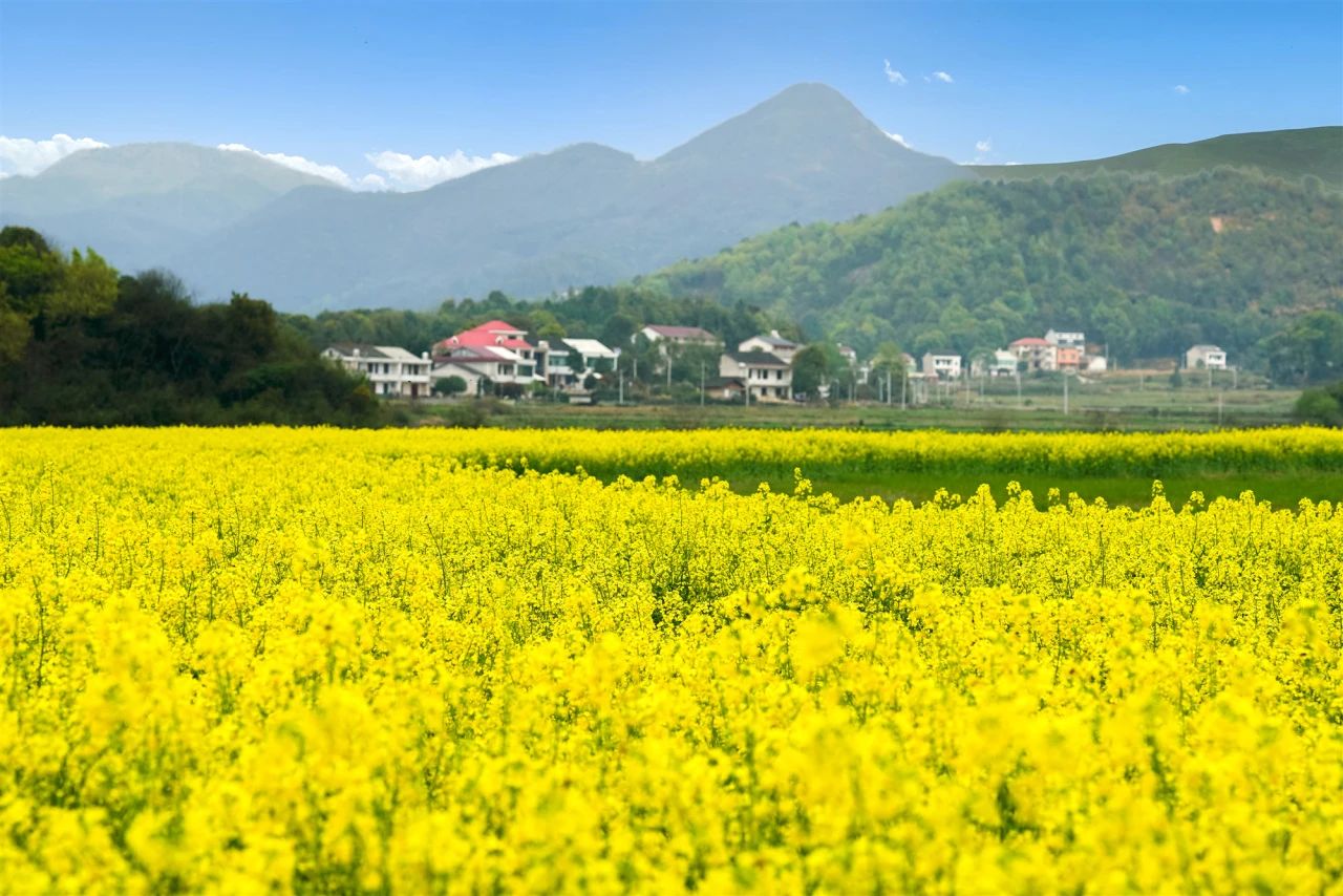 “低芥酸”菜籽油是啥？菜籽油為什么要買低芥酸的？
